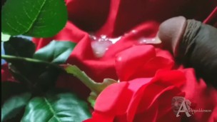 cumming on a rose cock tease