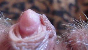 HARD BIG CLITORIS IN EXTREME CLOSE UP HD