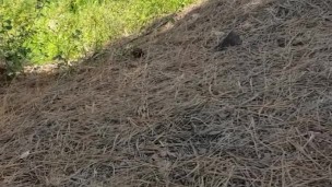 Country Girl Pees Off Hill On Public Hiking Trail