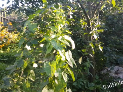 We came to the garden for vegetables and decided to fuck in the bushes
