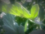 May Queen Gets Dirty With Zucchini