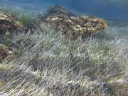 Public beach. Nude snorkeling / Underwater. Save the ocean and have fun! 6/16