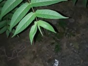 Pissing on the plants outside