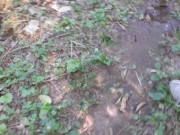 Desperate Public Pants Wetting On The Main Path 6/16