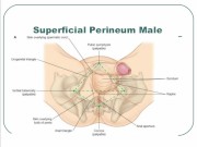 masturbation techniques for men. stimulation of the corona.