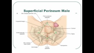 masturbation techniques for men. stimulation of the corona.