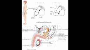 masturbation techniques for men. stimulation of the scrotum.