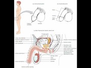 masturbation techniques for men. stimulation of the perianal area and anus.