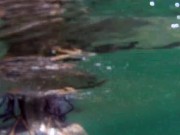 Heavily tattooed dreadlocks Anuskatzz holiday ocean tease with Lily Lu 7/16