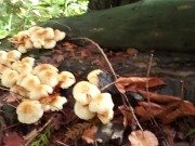 Pissing On Mushrooms ;) 2/16