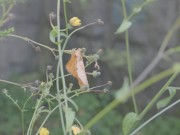 IT Pennywise crazy spitty blowjob mind fuck in public tunnel - Trailer 1/16