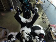 Murrsuiter gets pegged hard by a dominatrix in a swing 1/16