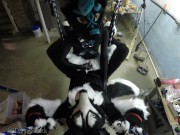 Murrsuiter gets pegged hard by a dominatrix in a swing 10/16