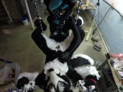 Murrsuiter gets pegged hard by a dominatrix in a swing 2/16