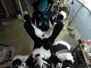 Murrsuiter gets pegged hard by a dominatrix in a swing 3/16