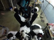 Murrsuiter gets pegged hard by a dominatrix in a swing 4/16