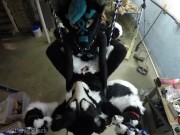 Murrsuiter gets pegged hard by a dominatrix in a swing 8/16