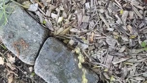 Yellow Goodmorning Piss Outside 