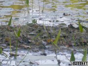 PURE TABOO Bree Daniels Lesbian Licking the Thing From the Lake 3/16