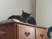 PH export test 3 11/16