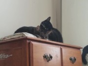 PH export test 3 12/16