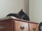 PH export test 3 13/16