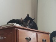 PH export test 3 5/16