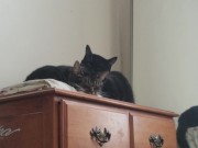 PH export test 3 6/16