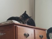 PH export test 3 7/16