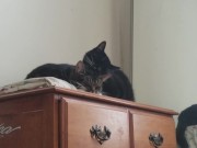 PH export test 3 8/16