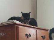 PH export test 3 9/16