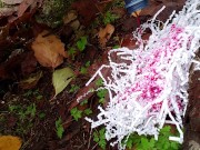 Total Wierdo Artistically Pisses Outdoors 14/16