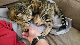 Fat Pussy Cat Gets Rubbed And Pet 