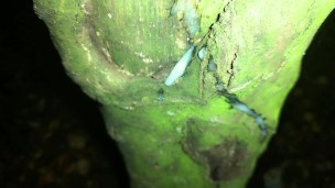 Showing creampie on a tree and softening cock after jerk off