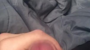 Morning glory 
