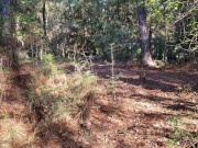 Once Upon A Forest Pee (4K Public Trail Pissing)