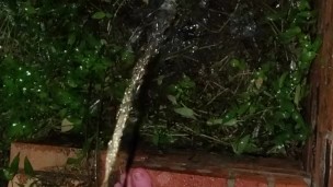 Bare feet pissing in the rain...