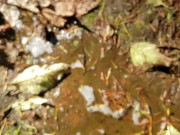 POV Sunny Outdoor Pussy And Grool 10/16