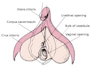 How to Please a Pussy - The Internal Clitoris Explained - Screenshot 6 of 16 - HD