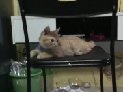 My cat is cute