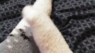 Fuzzy Wuzzy Socks