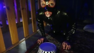 Mj Petplay 