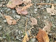 Quickie POV Piss In Public 7/16