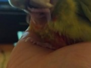 Fluffy Kiwi takes a snooze PH