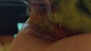 Fluffy Kiwi takes a snooze PH