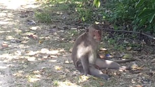 MORNING PEE from a Fortress Wall # Pissing among monkeys