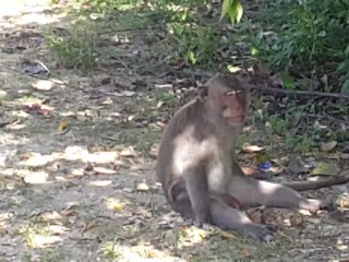 MORNING PEE from a Fortress Wall # Pissing among monkeys