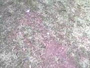 in park - Screenshot 7 of 16 - Walking