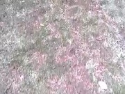 in park - Screenshot 8 of 16 - Song