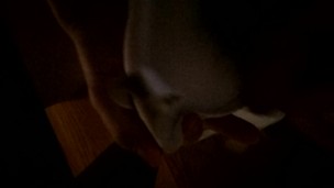 Jerking my roommate's bra again(no cum)